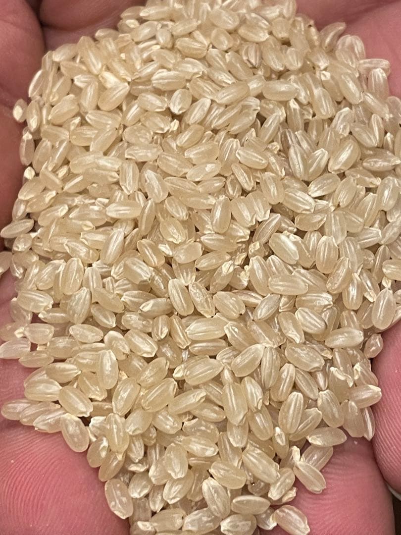 《令和7年産》山口県宇部市 一等米コシヒカリ30kg