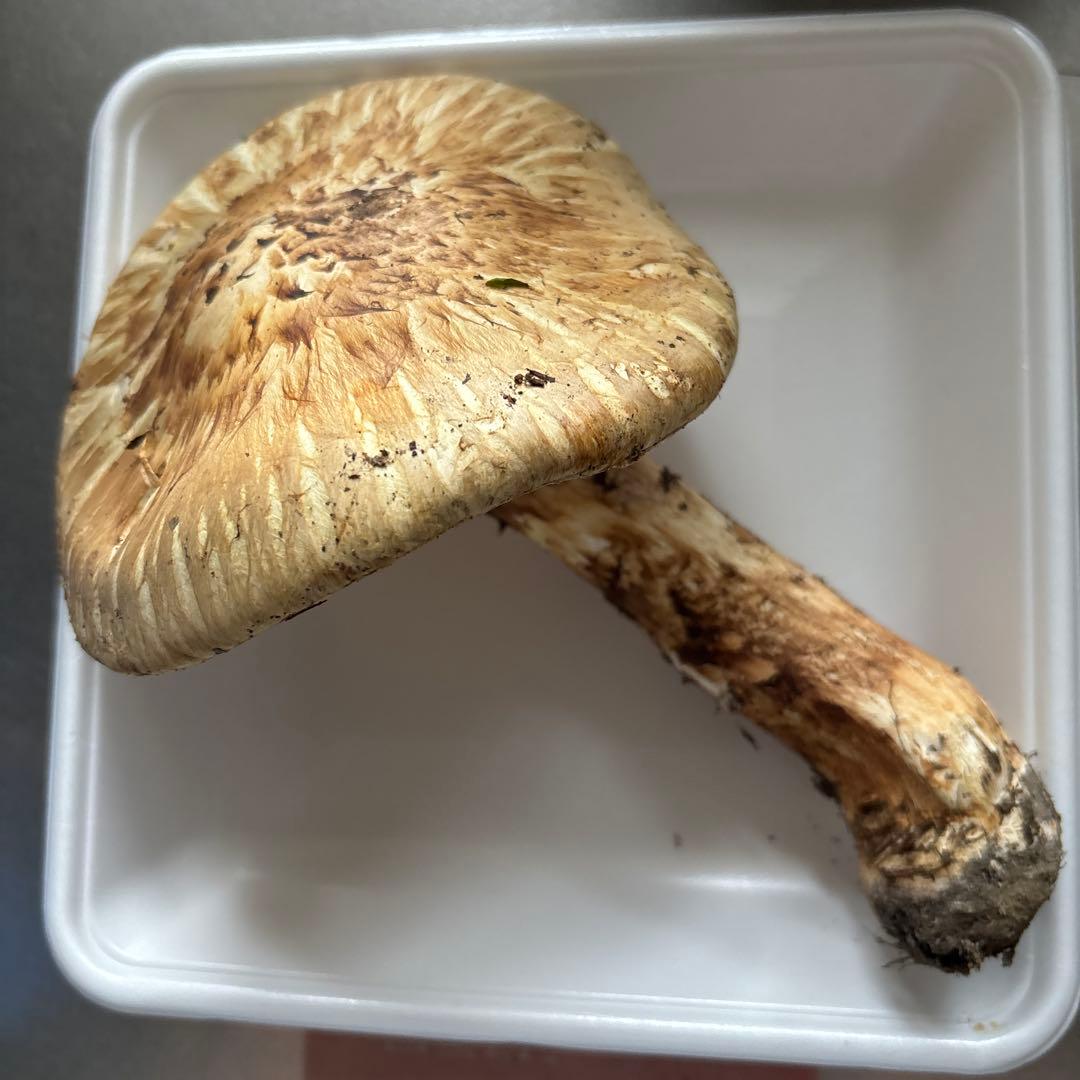 岩手県　宮古産　　天然松茸