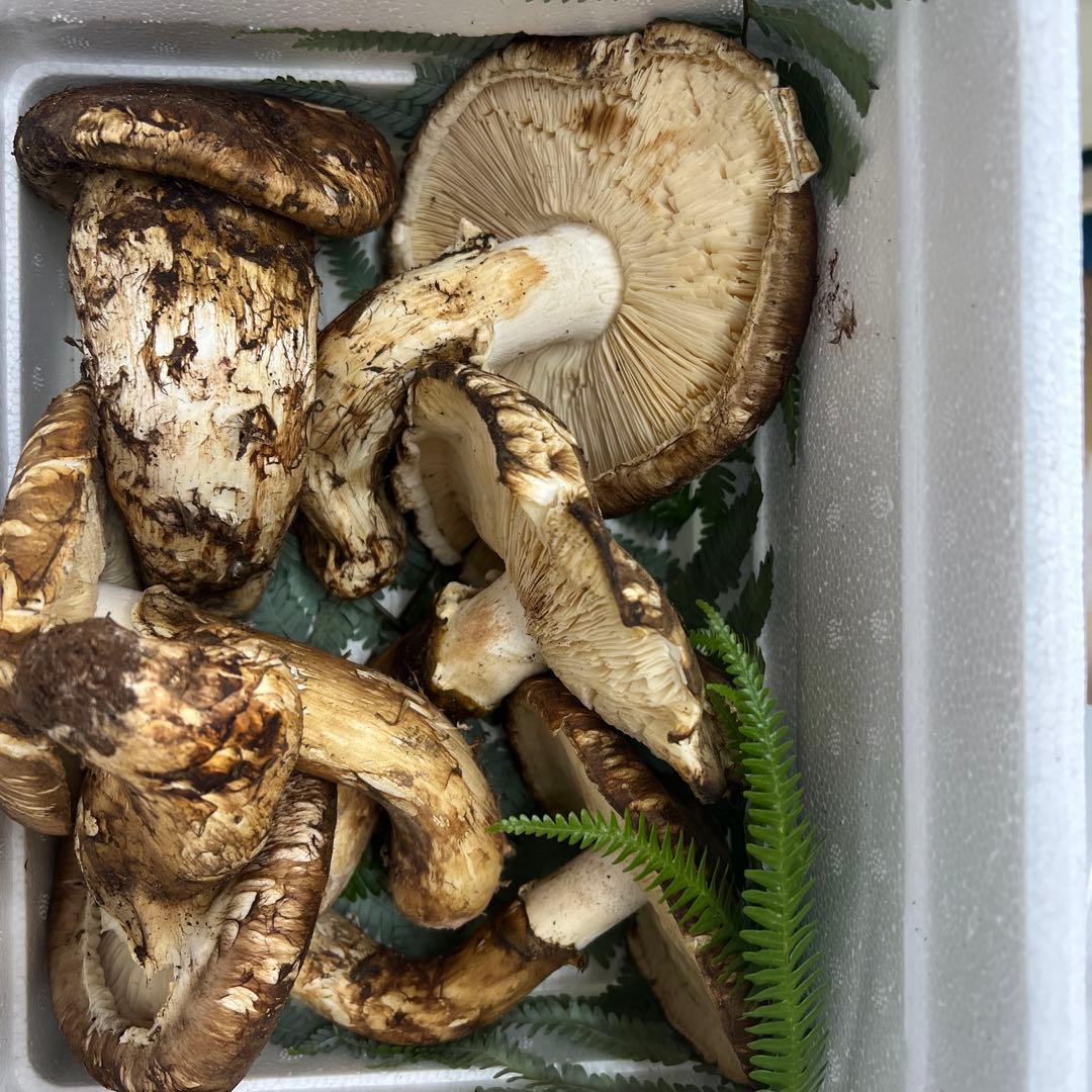 超新鮮中国産松茸 6本入り 約1キロ入り 良い香り！ひらき！