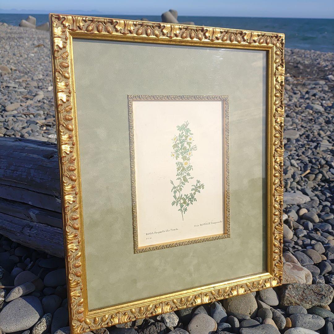 アンティーク額 ルドゥーテ バラ図譜 オクターヴォ版 ボタニカルアート