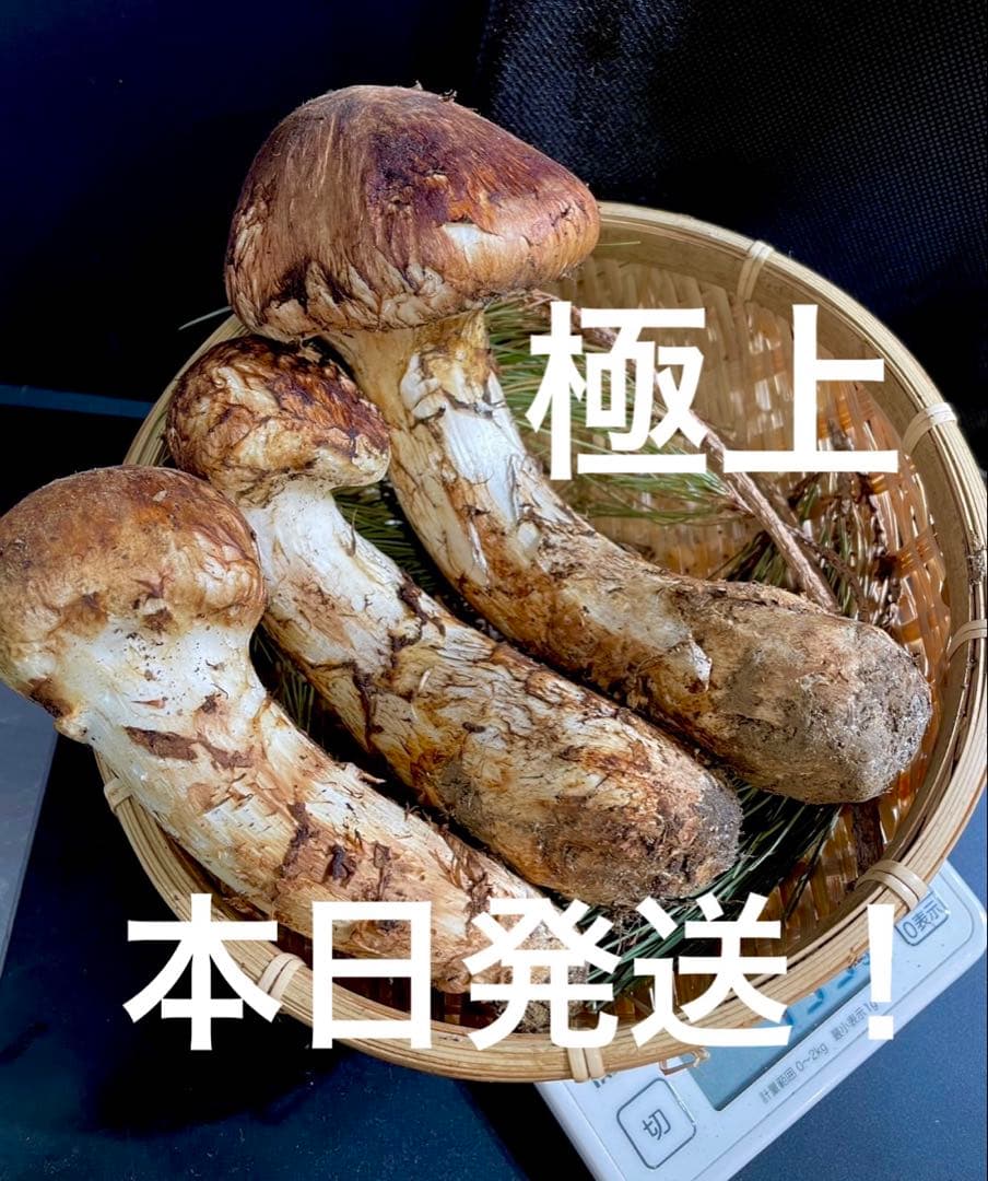【大人気‼︎ 厳選 極上セット①】 400g本日採れ‼︎ 極上 松茸◆クール便発送◆