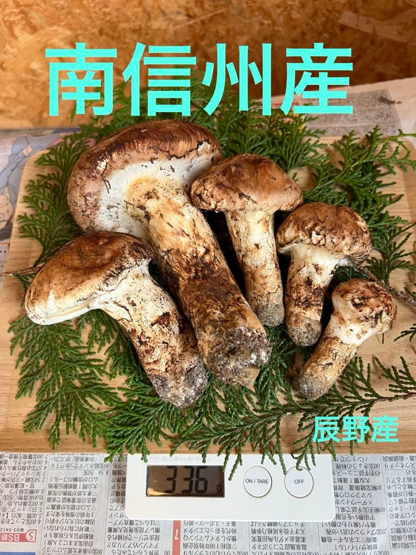 信州産　長野県産　松茸　334g 5本　辰野産