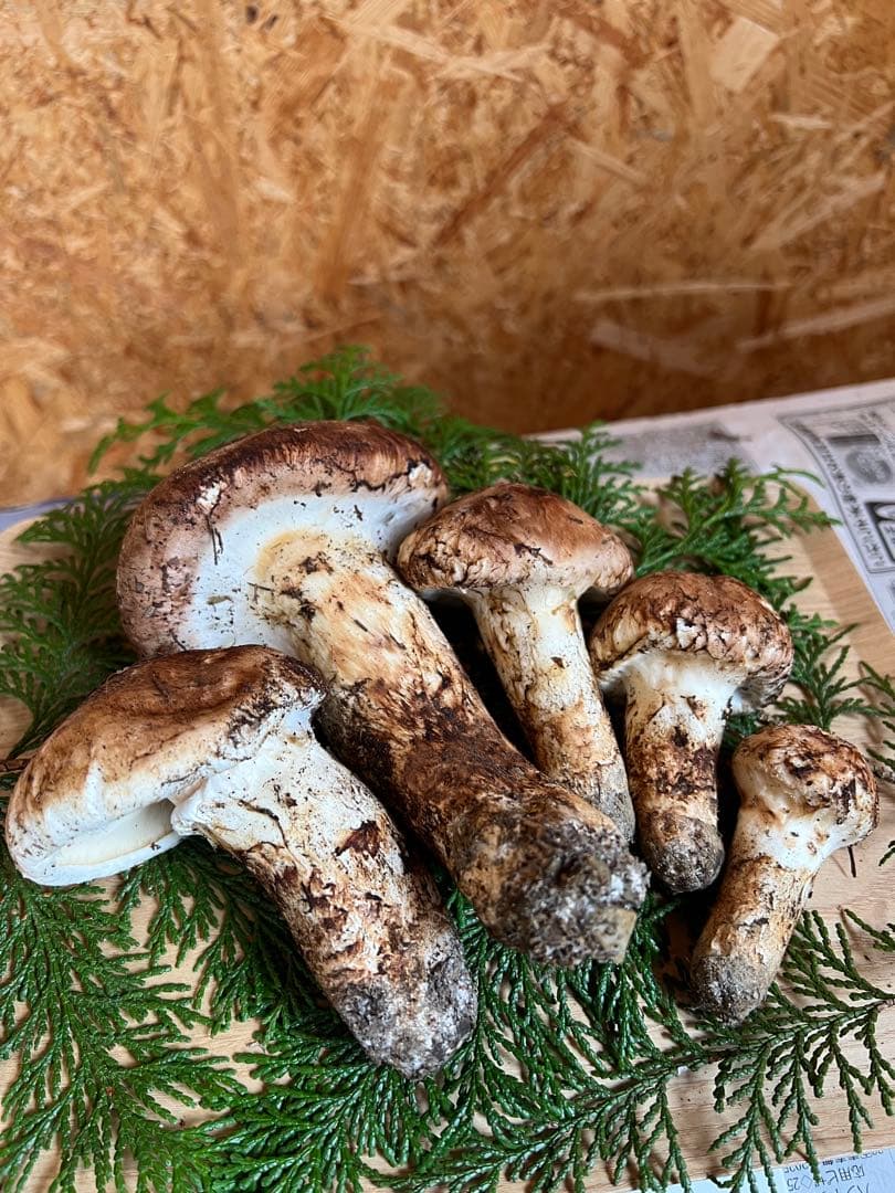 信州産　長野県産　松茸　334g 5本　辰野産