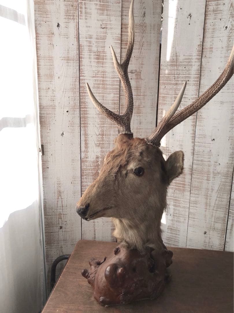 ヴィンテージ　鹿　剥製　土台付き