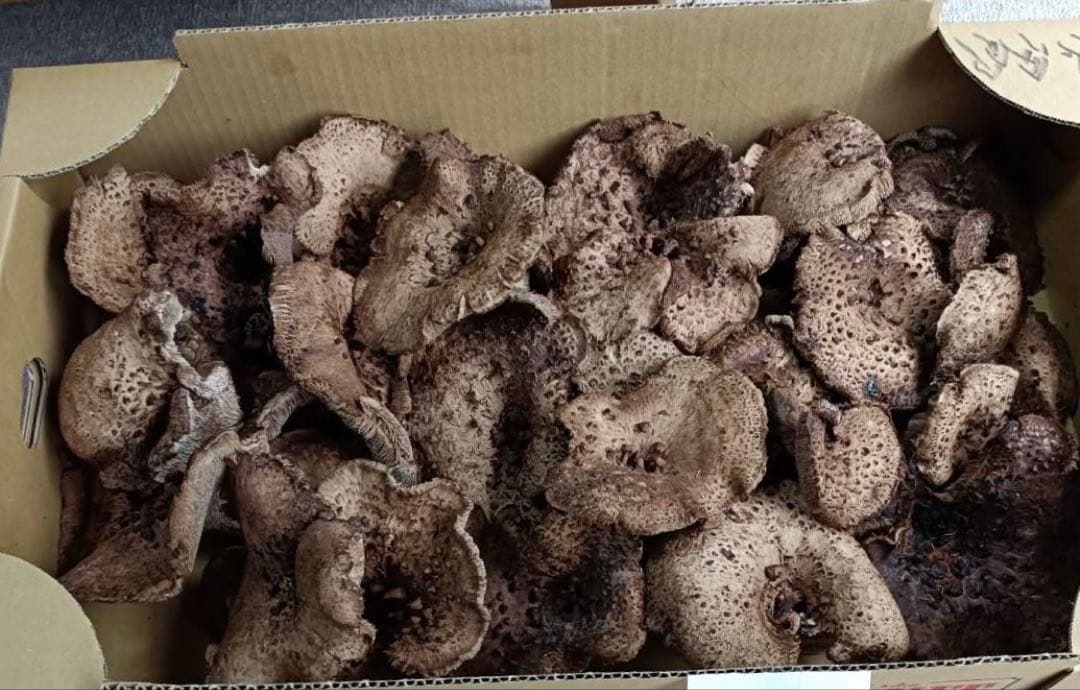 も★ (即購入OK ♪)　香茸2.5キロ