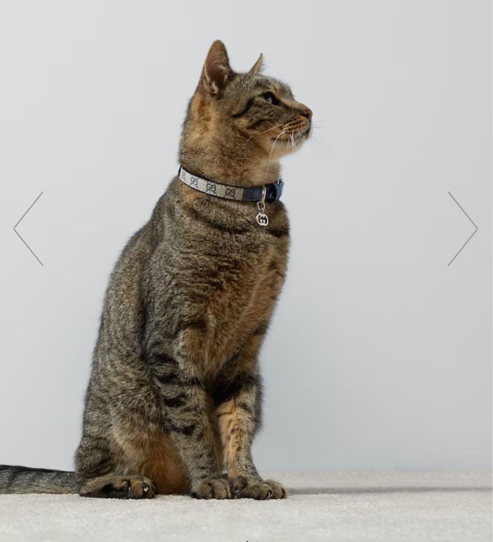 新品GUCCI グッチ エクストラスモール ペット 首輪 XXS ベージュブルー