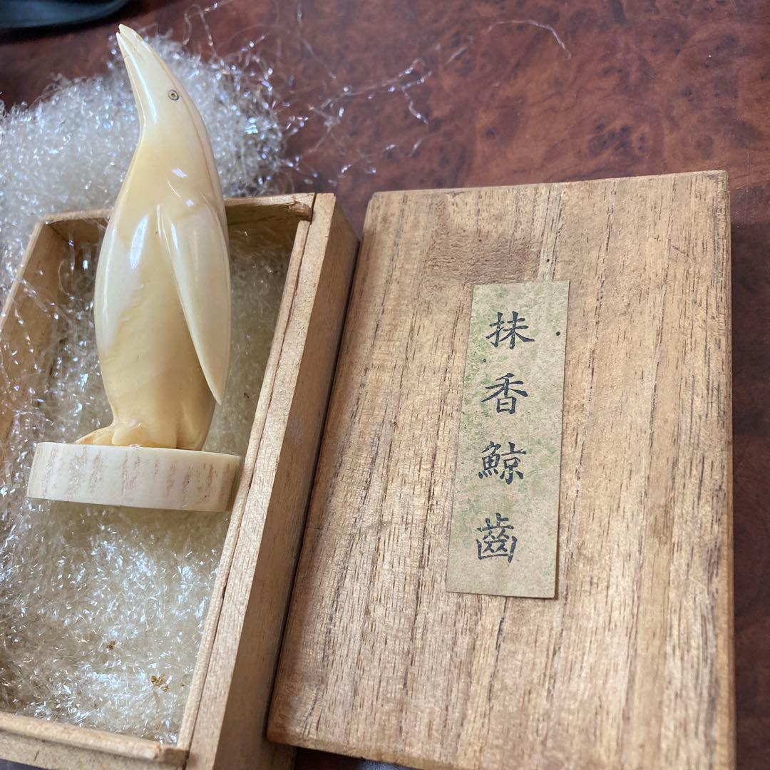 ペンギン　マッコウクジラ　歯　クジラの歯　抹香　鯨　(81g)専用箱付き