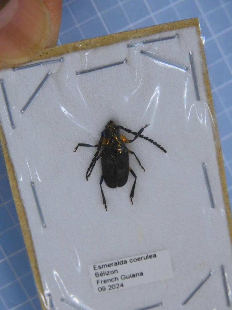 標本 French Guiana Esmeraldas coerulea 13mm