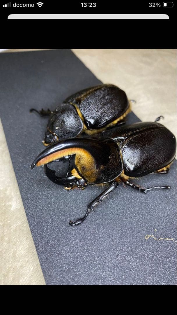 サタン♂♀ペア　タランドゥス　標本