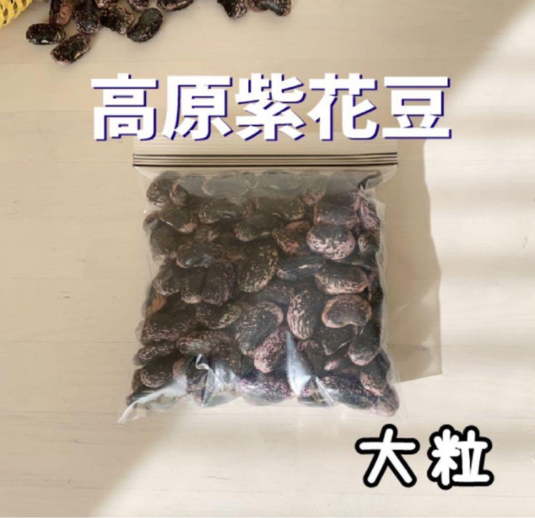 高原紫花豆 4kg 2025年産 長野県八ヶ岳麓産　自家製
