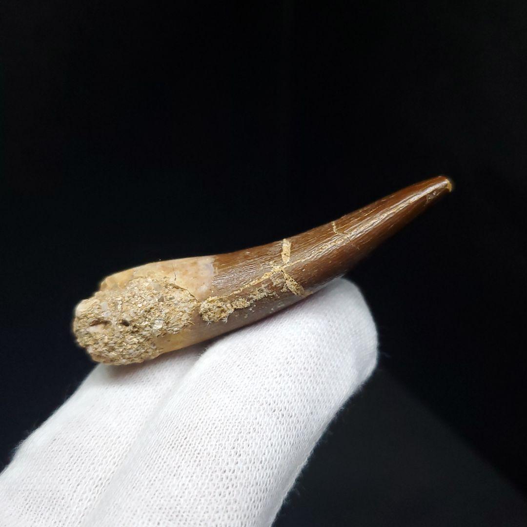 プレシオサウルス 化石 歯 本物 モロッコ産 51mm ケース付 pr110