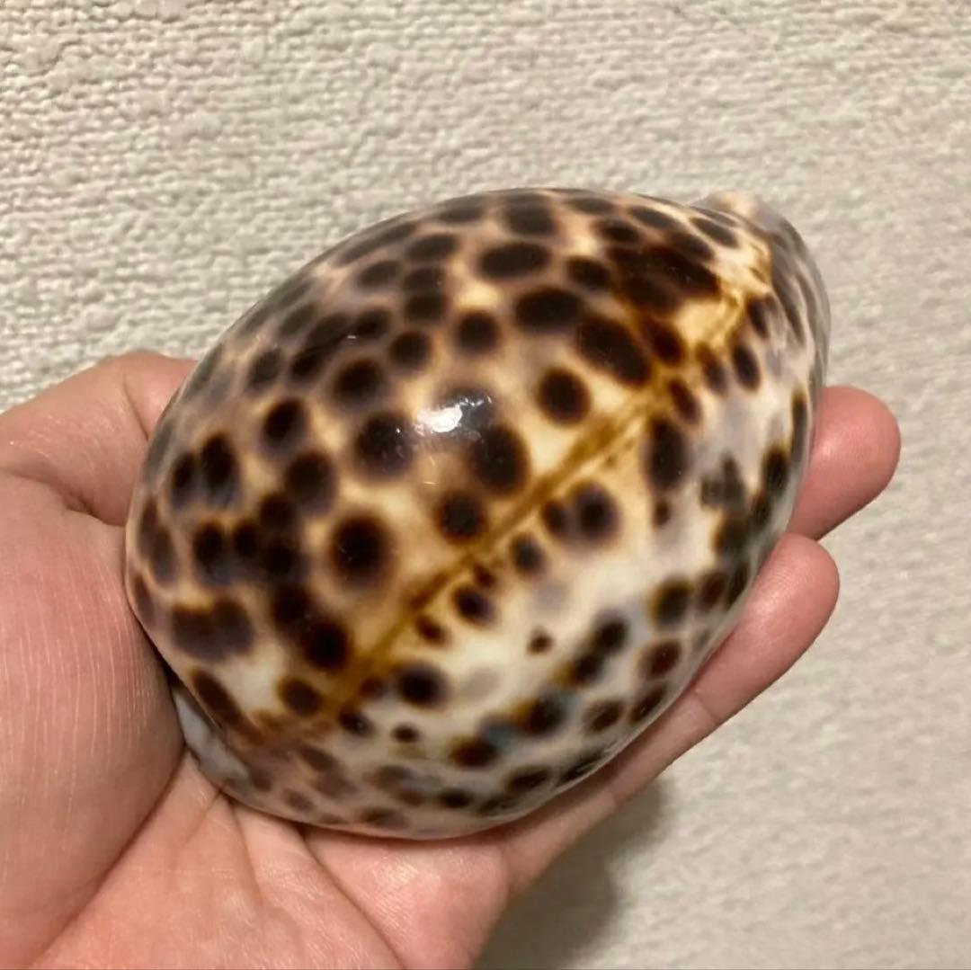 ハワイ　宝貝　ホシダカラ　約10cm 標本