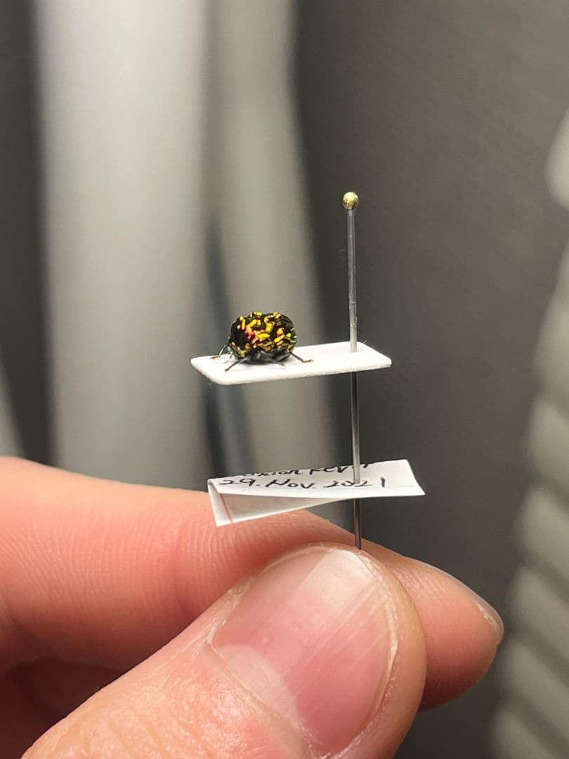 【4mm】コブハムシ 赤銅色 コメツキムシ昆虫標本甲虫タマムシスハンダエコガネム