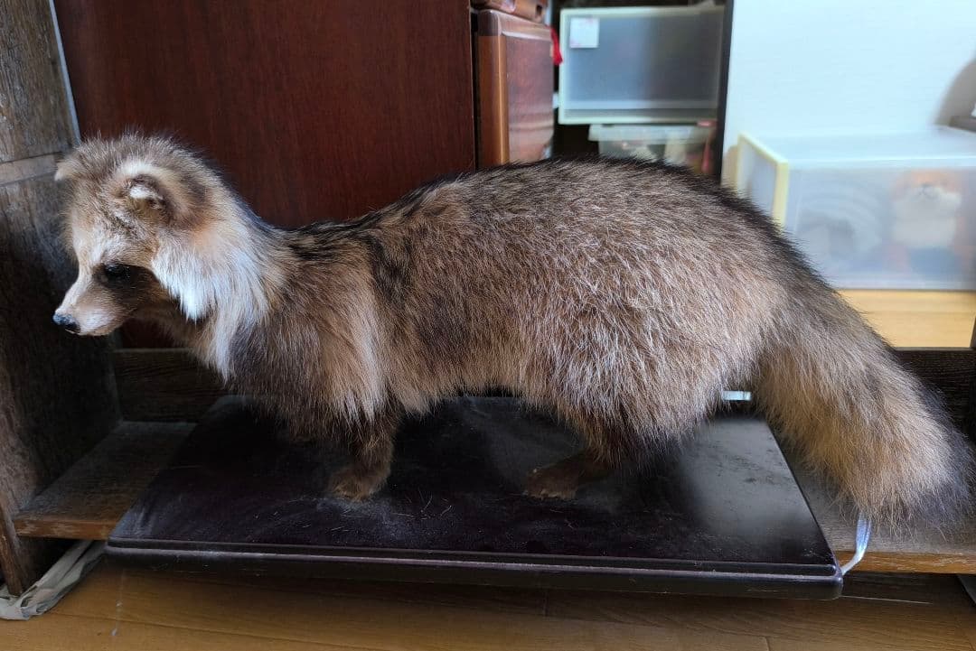 【最終値下】タヌキの剥製【6/25(水)まで】