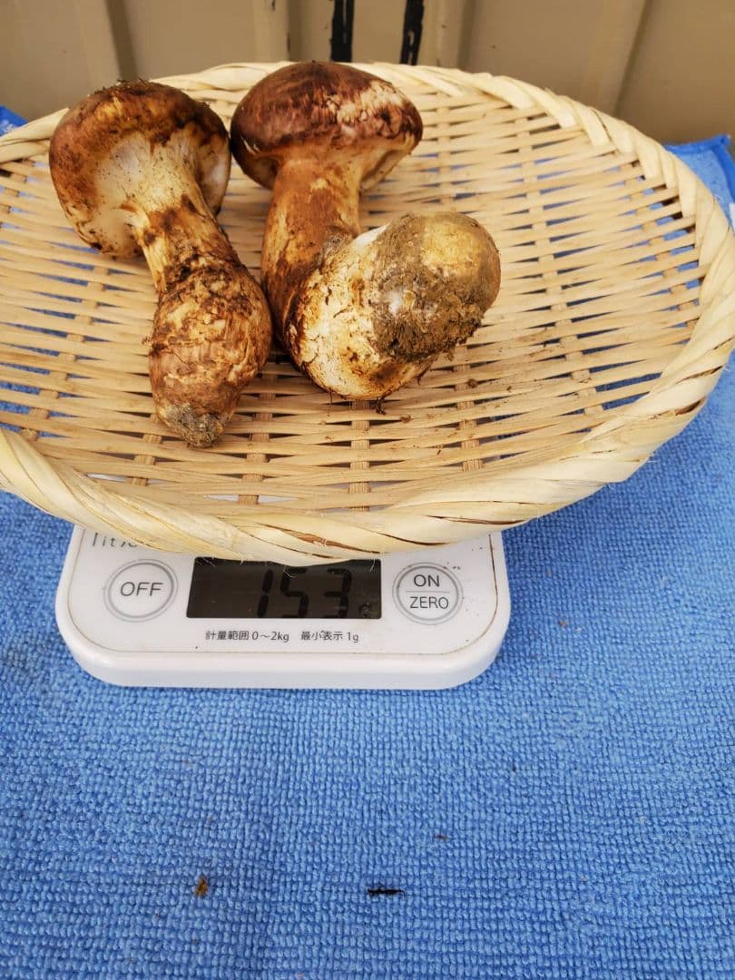 岩手県産久慈市産【高級、松茸】153g