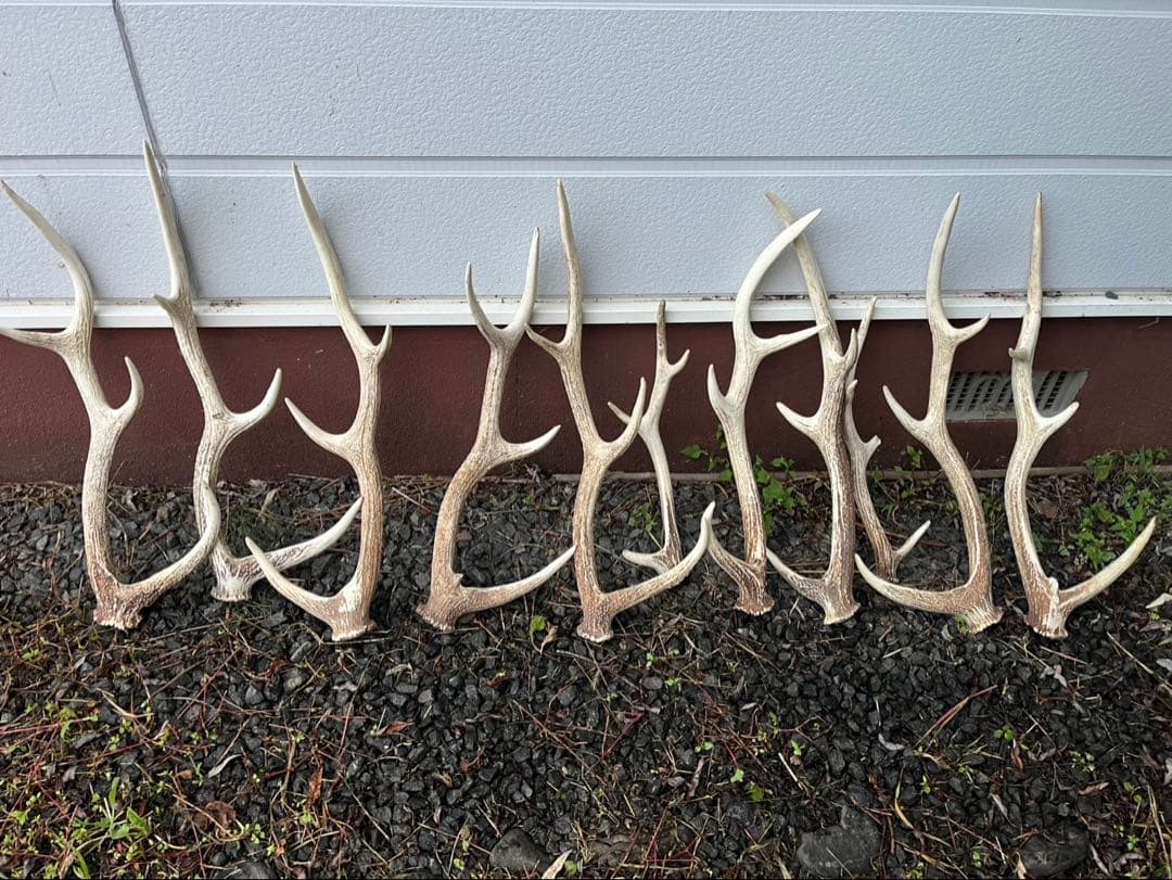 Sushiエゾシカのツノ20本分