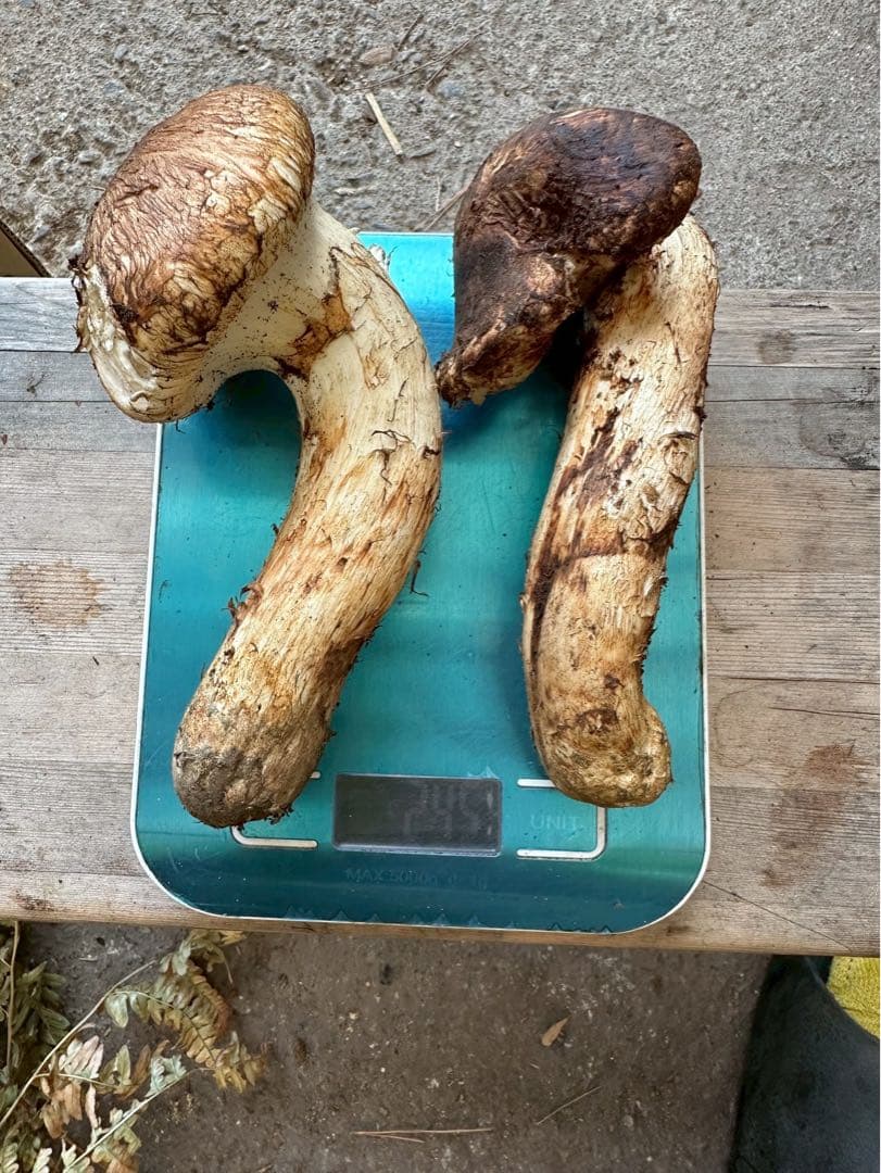 岩手県宮古市産松茸　10/19収穫240g