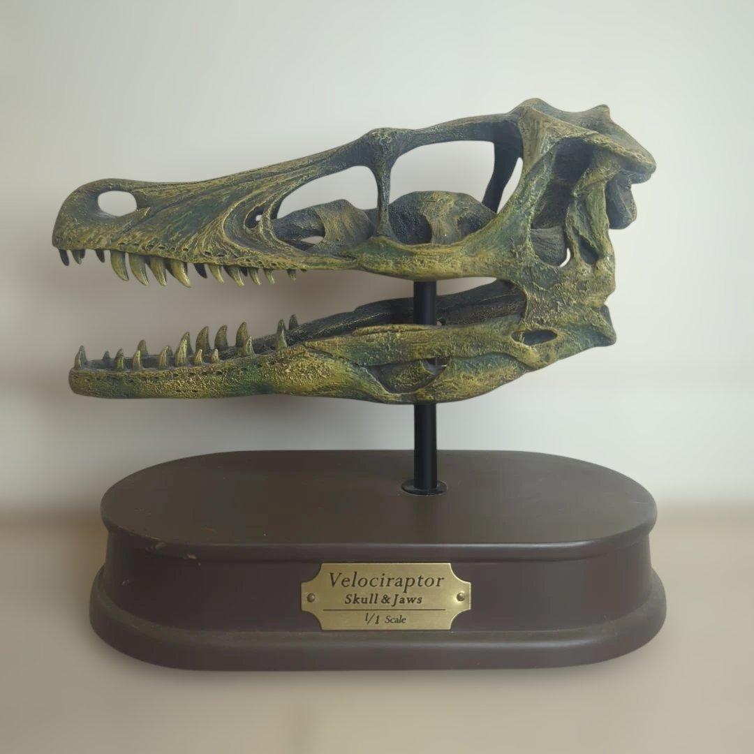 FAVORITE フェバリット ヴェロキラプトル スカル&ジョーズ 1/1