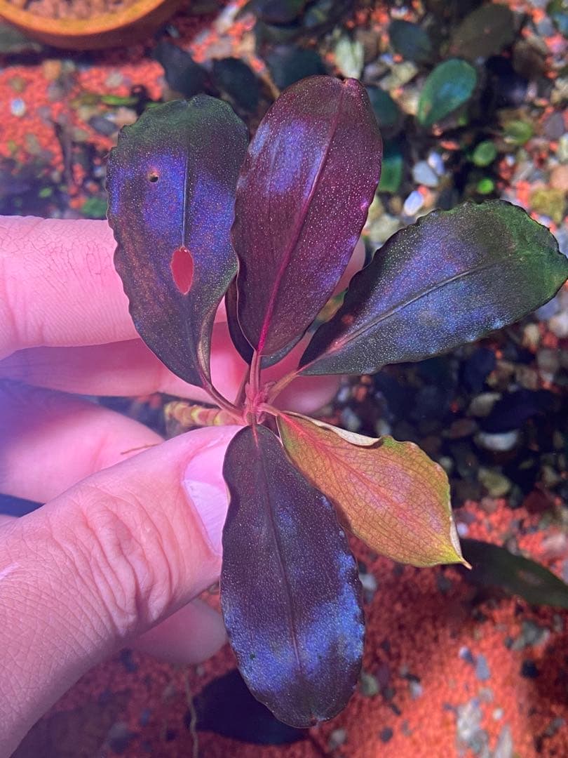 ブセファランドラsp. ブラウニー ディープパープル