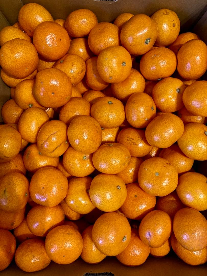 ランボ! 温州みかん 樹熟大坊みかん 優品(家庭用傷あり)Sサイズ11kg