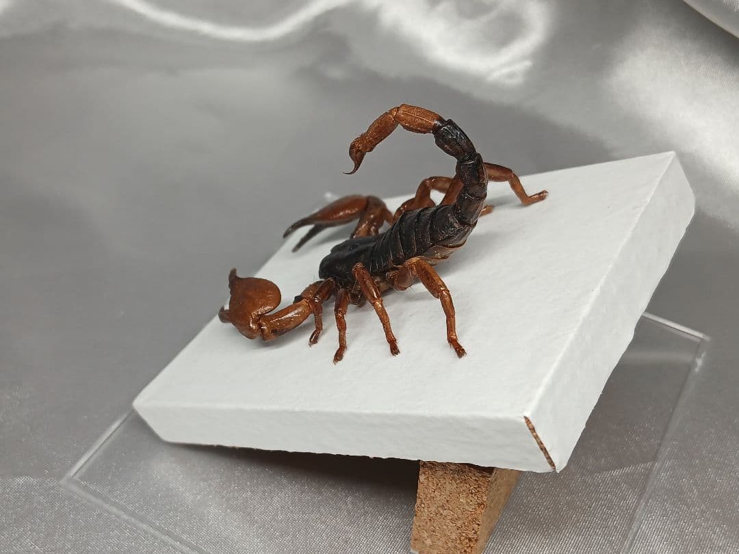 レッドクロースコーピオン　立体標本