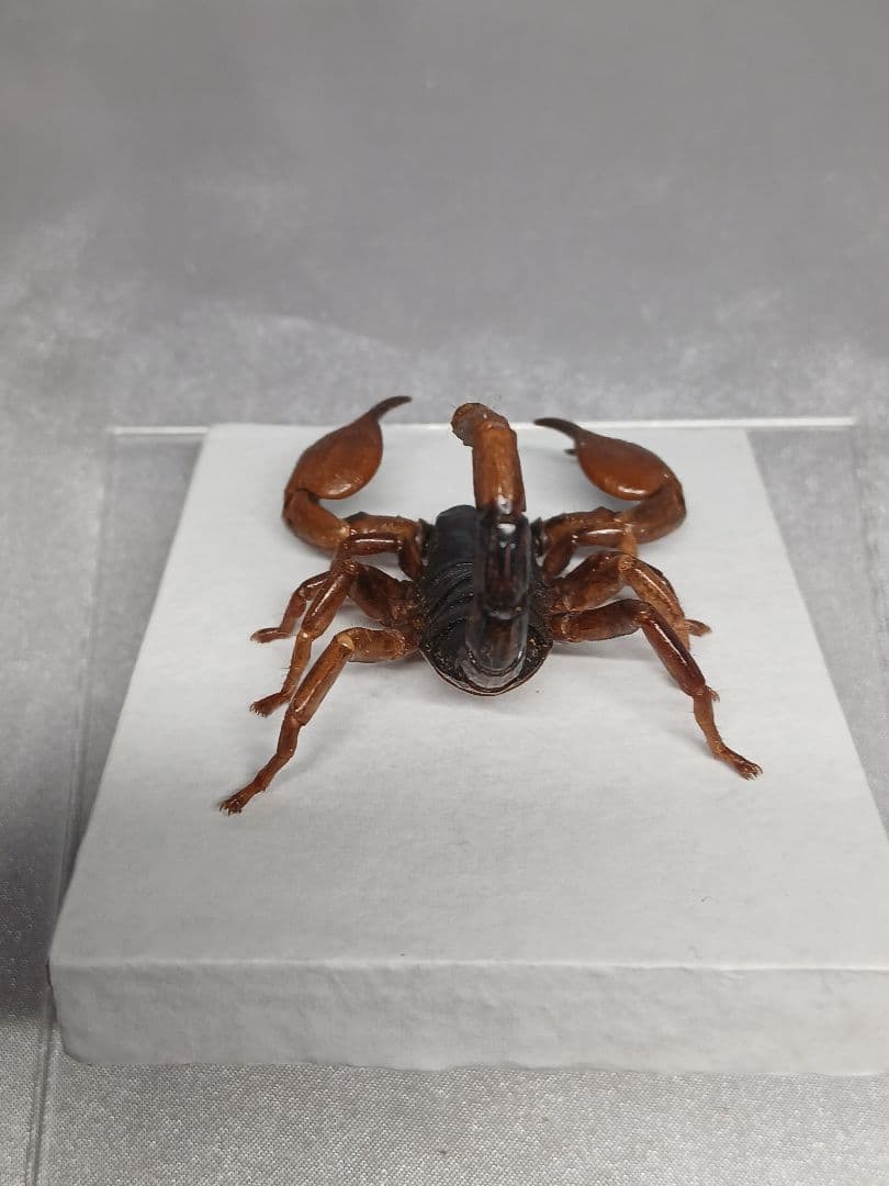 レッドクロースコーピオン　立体標本