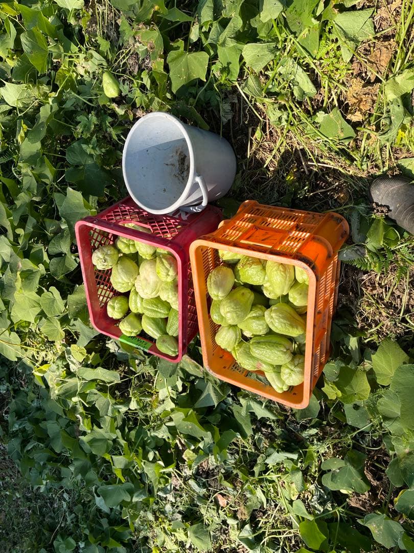 はやとうり　約20kg