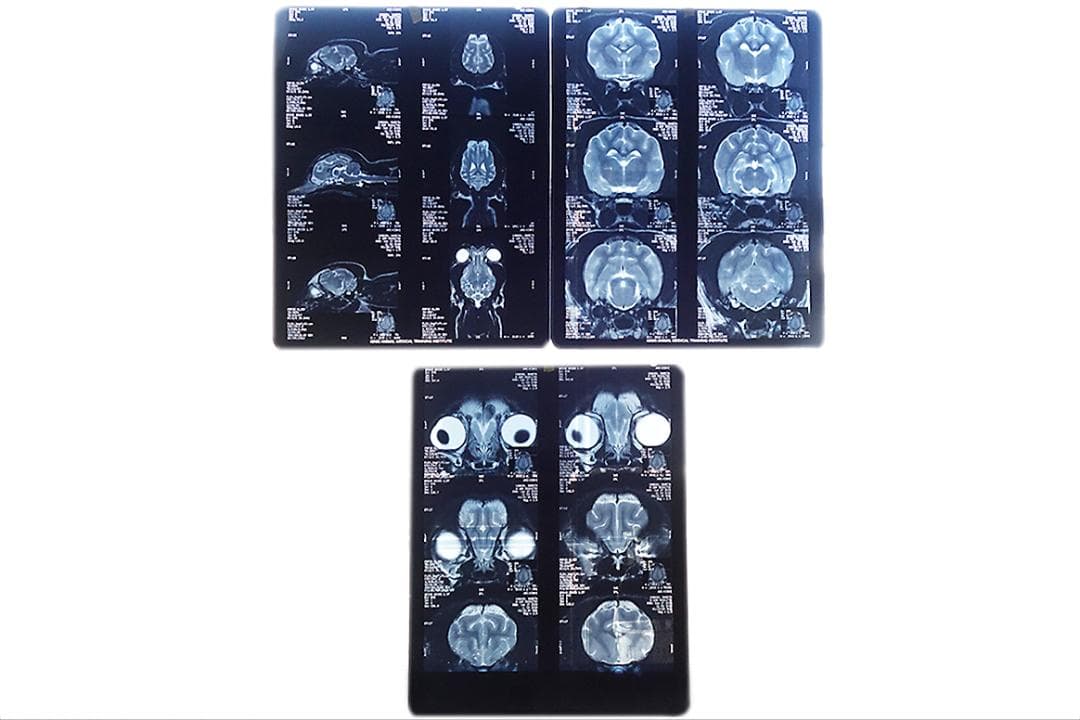 レントゲン　写真 3枚セット Z30