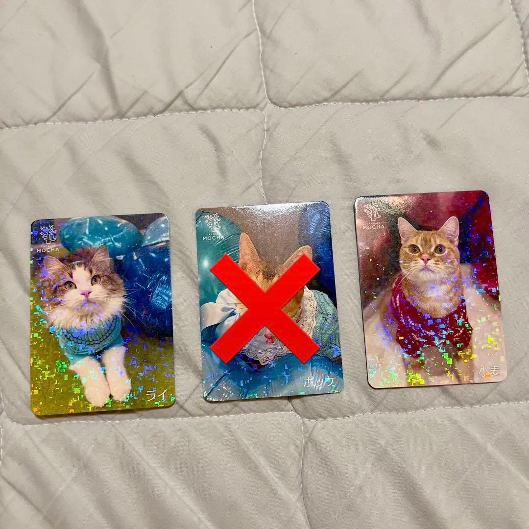 猫カフェmocha にゃんずトレカ　どきどきバレンタイン　アルシェ大宮店