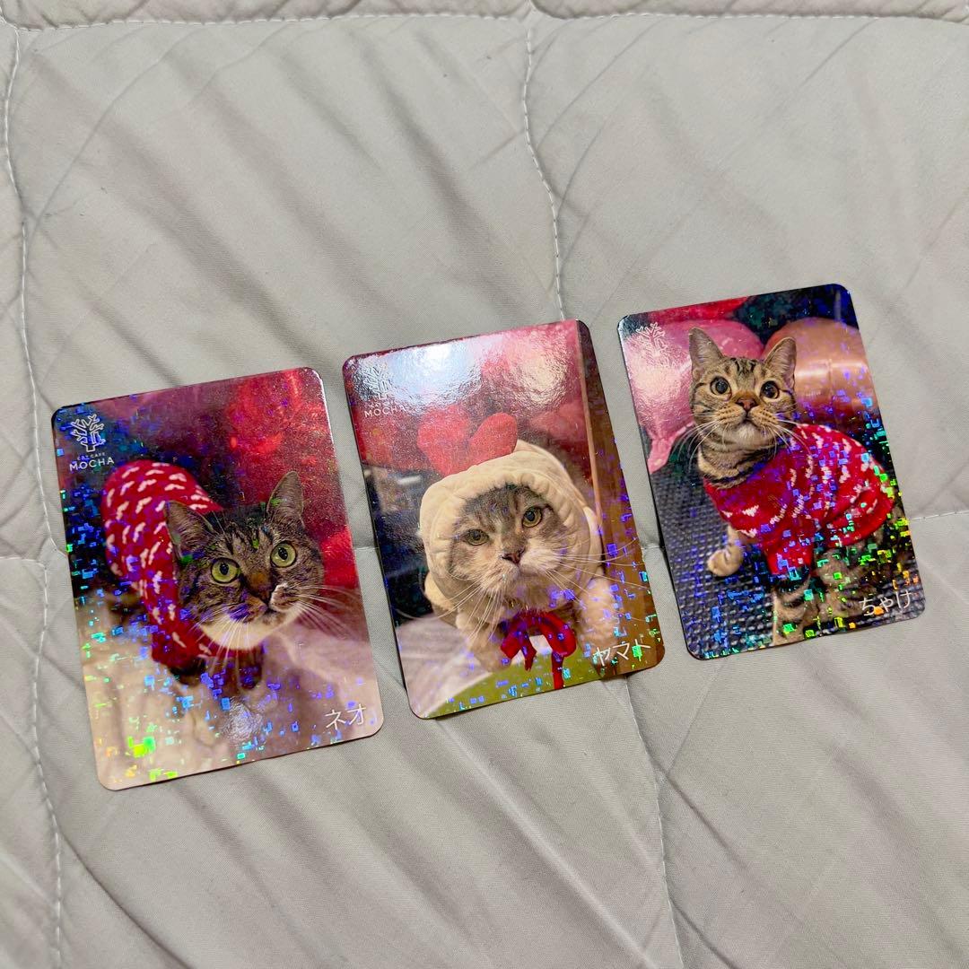 猫カフェmocha にゃんずトレカ　どきどきバレンタイン　アルシェ大宮店