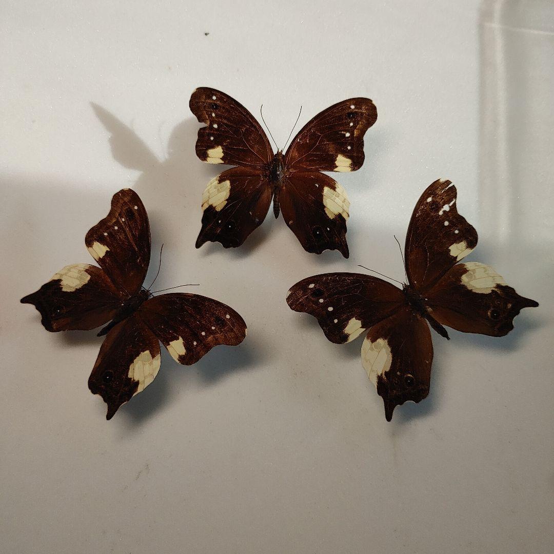 蝶の標本　ムカシヒカゲ　「3頭」