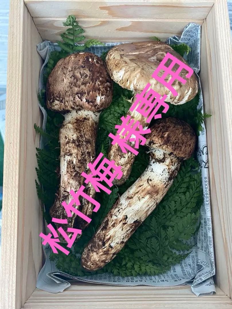 宮城県産　新鮮（10/25採取）マツタケ 3本セット 約260g 今年最後 国産