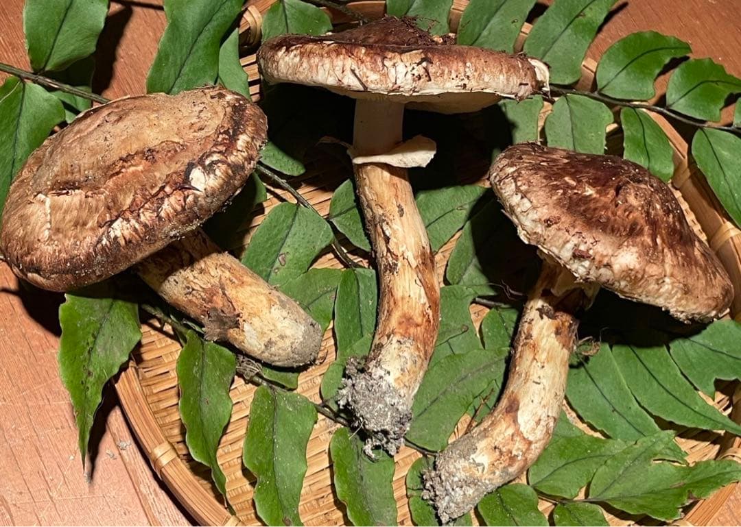 南信州産松茸　10/13夕方採り211g