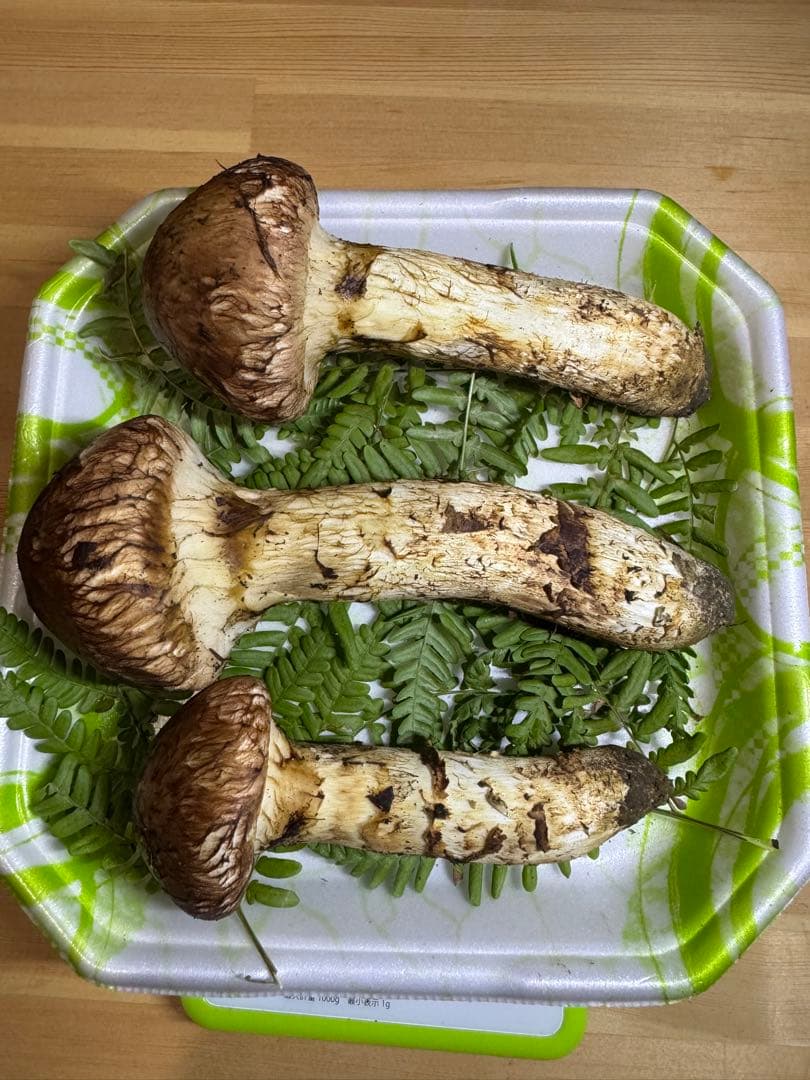 岩手県産　本日採れたて！　松茸　マツタケ　まつたけ　国産