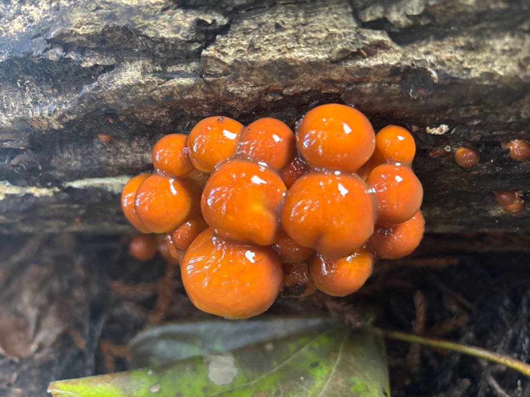 はる　秋田県湯沢市産　原木なめこ　きのこ　採れたて　4kg 送料込み