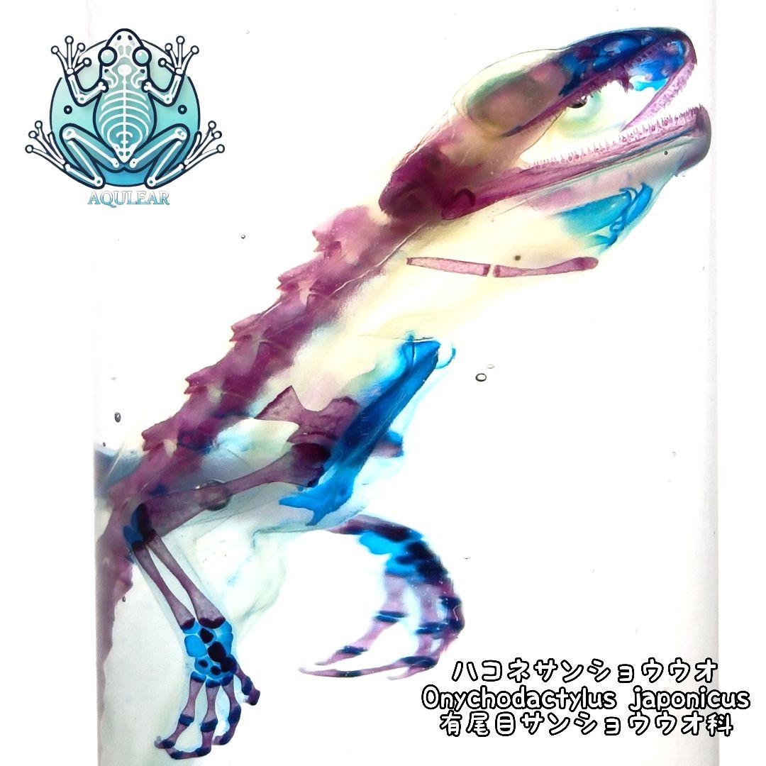 極希少【1点物】 透明骨格標本 ハコネサンショウウオ 成体 約15cm 尻尾断裂