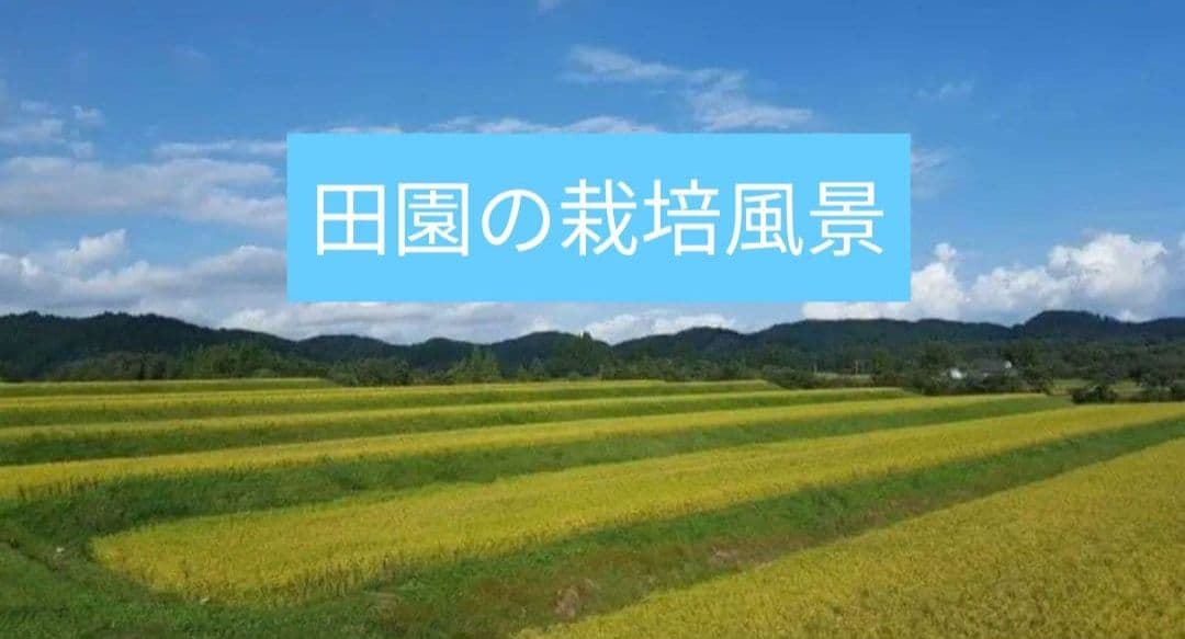 【岩手県産R7】ひとめぼれ10kg 白米 農家直送 良評価
