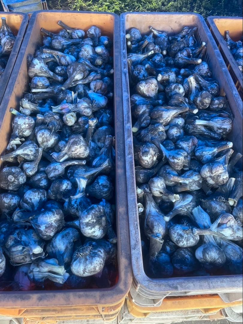 新物 青森県産 福地ホワイト六片 にんにく 玉大.中１０ｋｇ