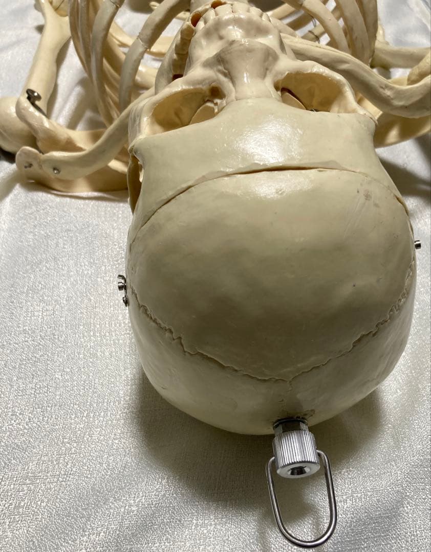 人体骨格模型 等身大