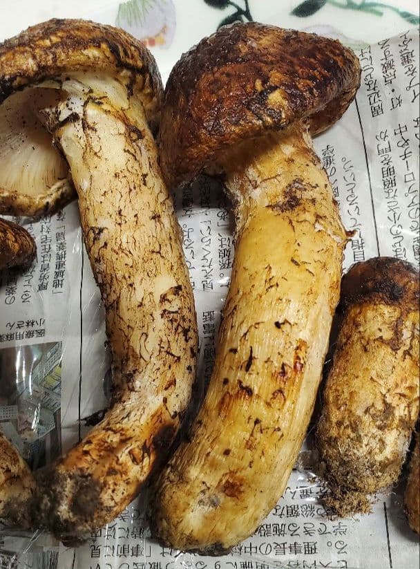 【令和7年度産 先週採れたて 岩手県山田町産 高級松茸】冷凍時280g 送料込★