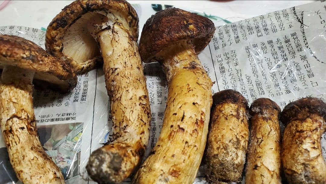 【令和7年度産 先週採れたて 岩手県山田町産 高級松茸】冷凍時280g 送料込★