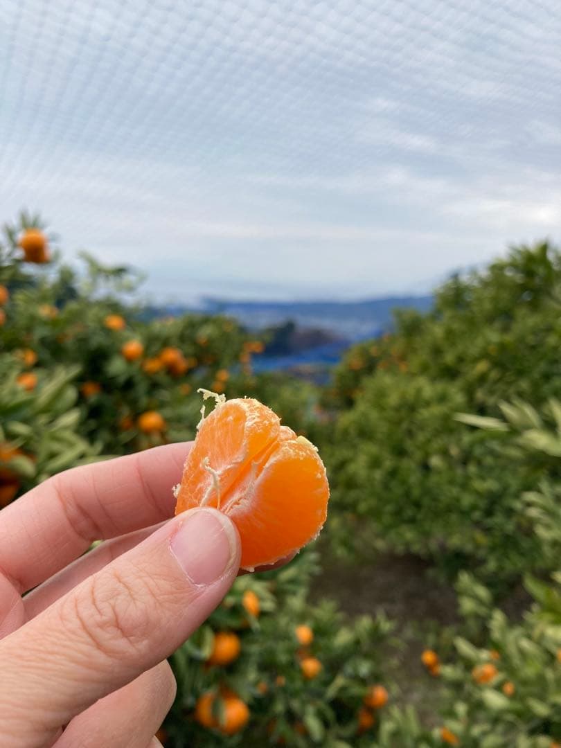 ⑥温州みかん 樹熟大坊みかん 優品(家庭用傷あり)2S、S、10kg