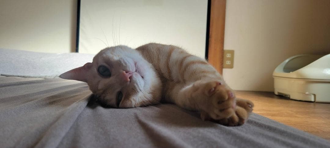 ニャオ（青いひよ子）