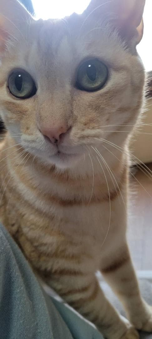 ニャオ（青いひよ子）