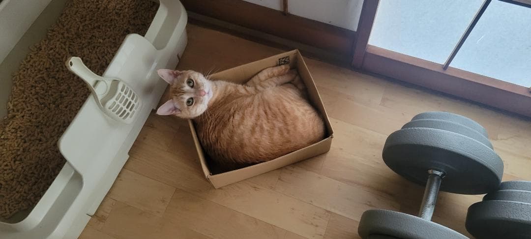 ニャオ（青いひよ子）