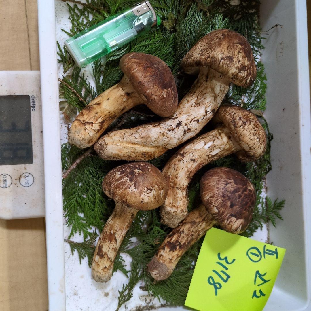 和歌山松茸 新鮮朝市　込み込み　317㌘