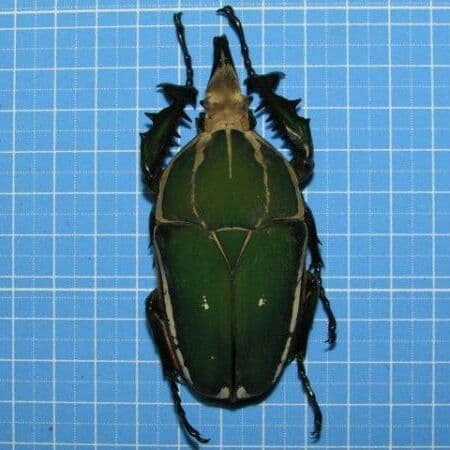 コンゴDR南部産 ポギーオオツノカナブン　角異常 82mm