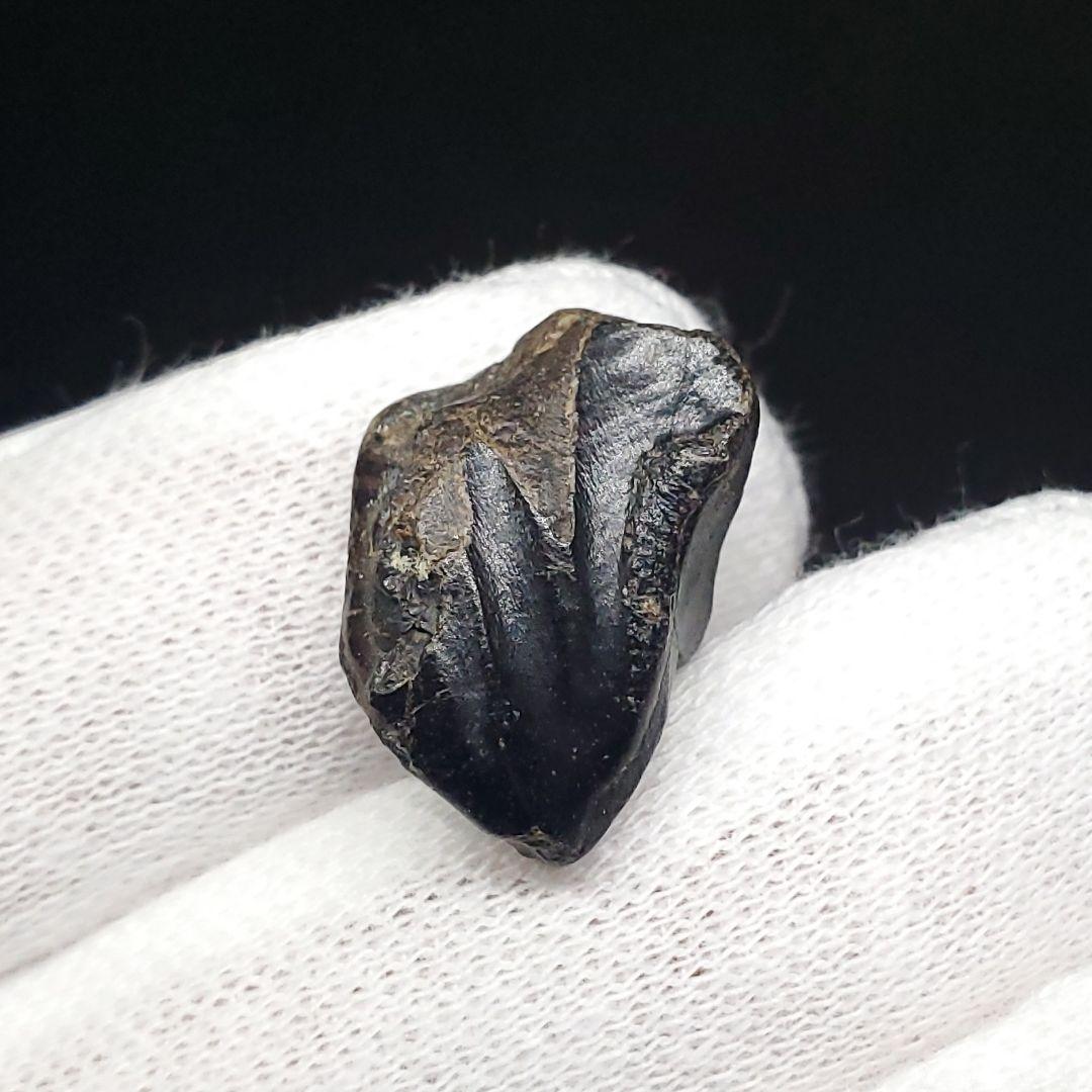 希少 イグアノドン 恐竜 歯 化石 イギリス諸島産 17.77mm fr63