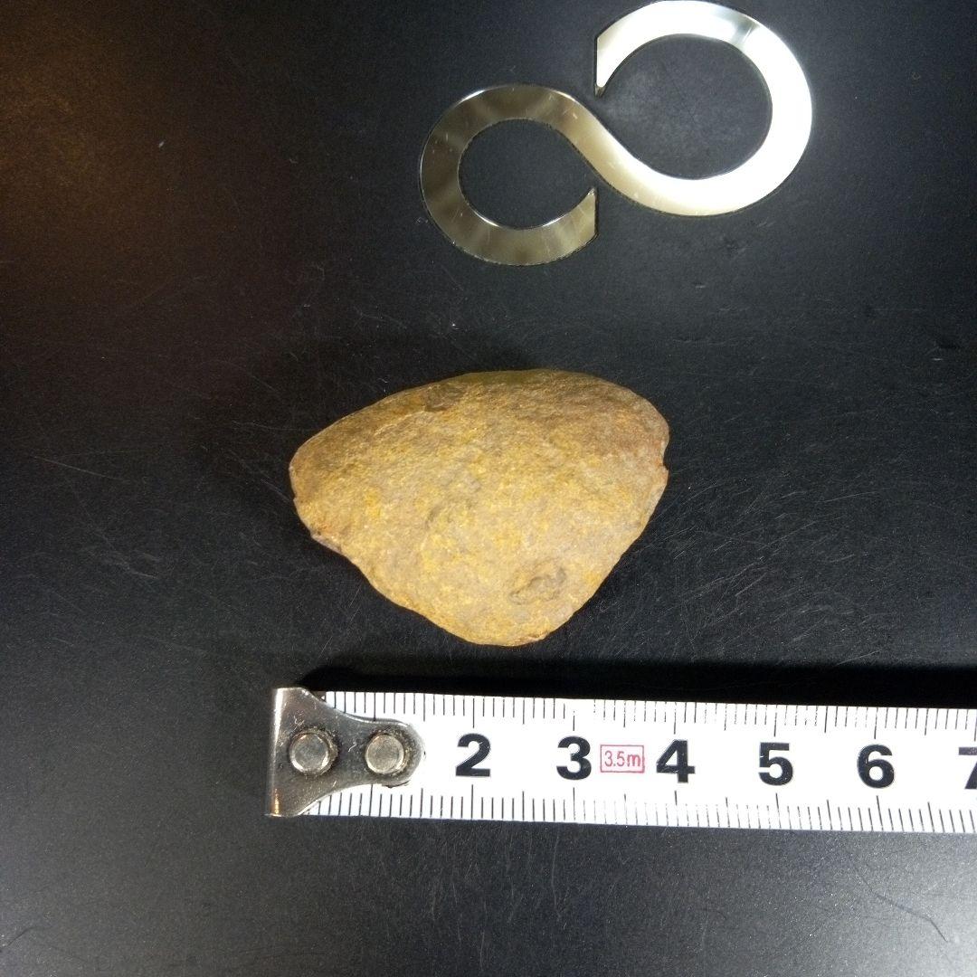 三葉虫　化石　fossil　ボリビア産　trilobite　ボリビア三葉虫郡⑥