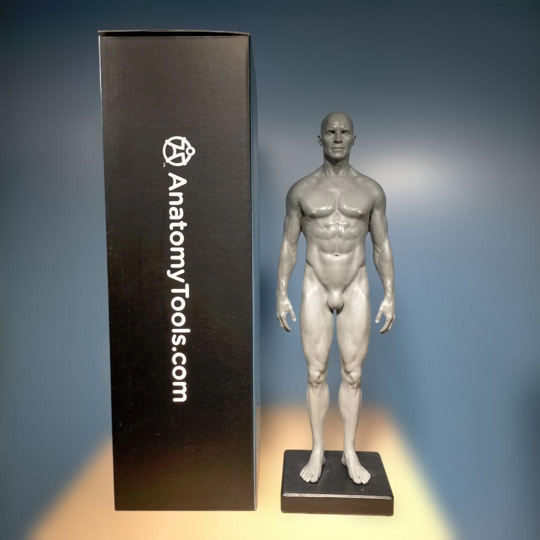 AnatomyTools.com 人体模型30cm